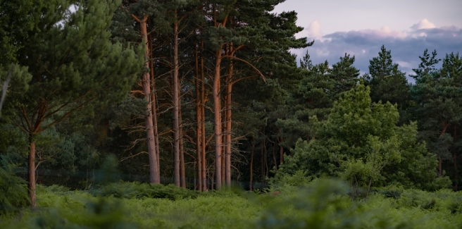 Участок леса в субаренду: можно ли взять