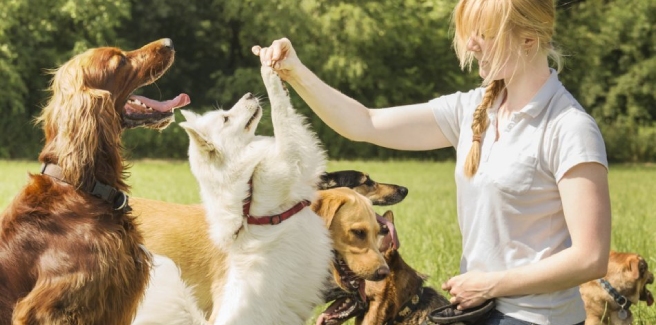 Бизнес-идея для маленького города: дрессировка собак